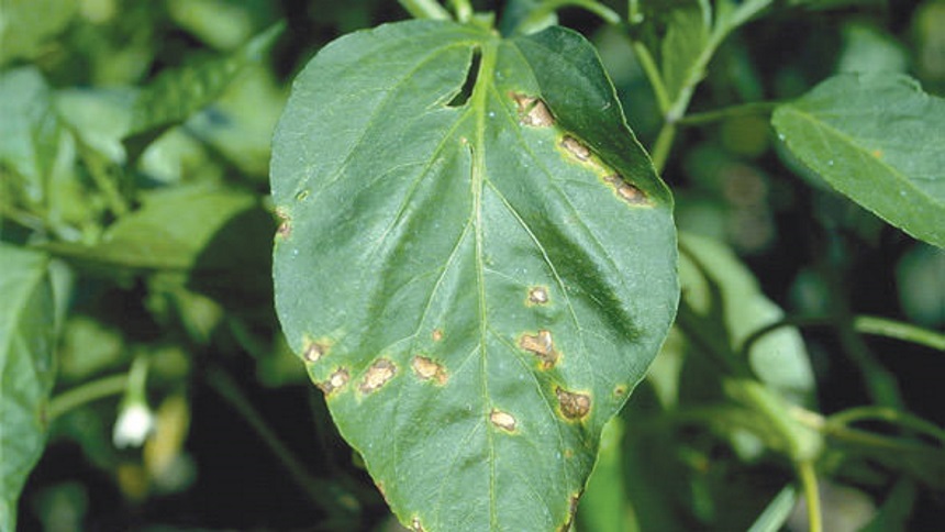 Bacterial spot is one of the most serious diseases of pepper in Florida. It can spread rapidly during warm periods with wind-driven rains, and because fruit symptoms reduce marketability. Photo by Howard Schwartz