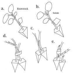 Melon Grafting: Approach