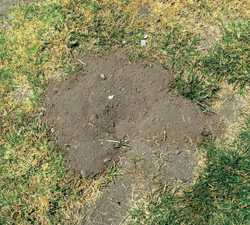 Gophers: All Or Nothing