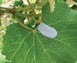 Reducing Grape Berry Moth