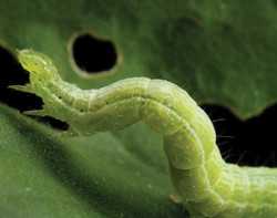 Pest Of The Month: Cabbage Looper