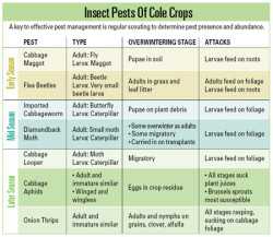 Insect-Free Cole Crops