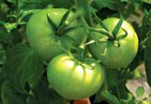 A Vegetable Experiment