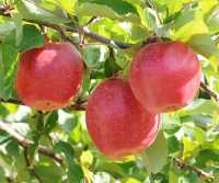 Online Exclusive: A Sampling Of New Apple Varieties