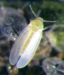 Whipping Whiteflies