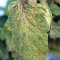 Pest Of The Month: Groundnut Ringspot Virus