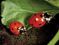 Beneficial Of The Month: Ladybugs