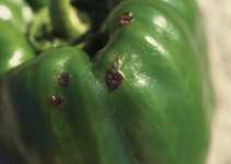 Pest of the Month - Bacterial Spot