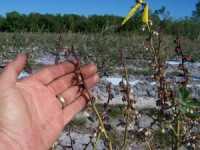 Blueberry Report: Managing Micronutrients