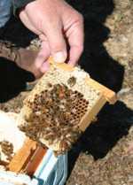 Bee Certain