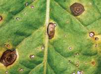 Pest Of The Month: Cercospora Leaf Spot