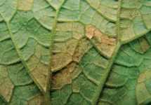 Downy Mildew Outbreak