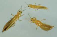 Pest Of The Month: Western Flower Thrips