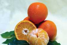 Citrus Nursery Source: Fresh Appeal