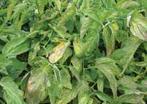 Pest Of The Month: Tomato Chlorosis Virus