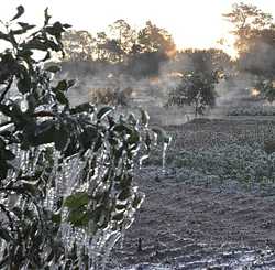 Frozen Orange Grove shot from Florida