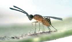Beneficial Of The Month: Parasitic Wasps