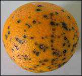 APHIS Confirms Citrus Black Spot