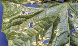 Pest Of The Month:  Angular Leaf Spot