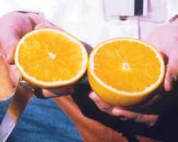 Citrus Nursery Source: Navel Novelty