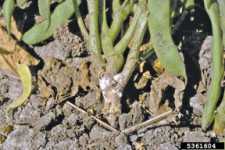 Pest Of The Month: White Mold