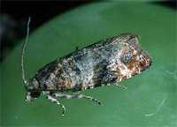 New Moth Pest Found In California