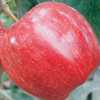 Hilltop Fruit Trees