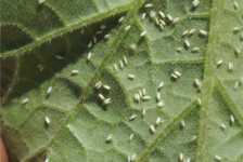 Pest Of The Month: Whitefly
