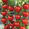 Tasty Tomatoes