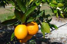 Slideshow: Consolidated Citrus