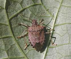 Pest Of The Month: Brown Marmorated Stink Bug