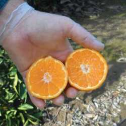 Citrus Nursery Source: Trial And Error