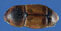 Pest of the Month - Sap Beetle