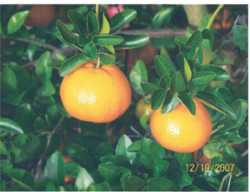 Citrus Nursery Source: Open Access