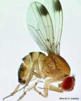 Most Wanted Pests