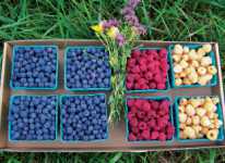 Consider Summer-Long Multiple Berry Crops