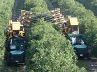 Mechanical Harvesting Always Advancing