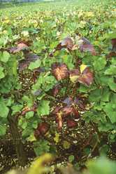 Growers scouting for Bois noir should look for leafrolling and scorching of leaves, as well as leaf yellowing in white wine grapes and purpling in red wine grape leaves, such as Pinot Noir.