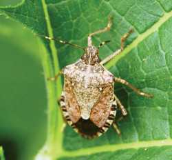 Stink Bug Explosion