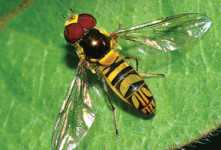 Beneficial Of The Month: Syrphid Flies