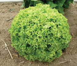 New Lettuce Resists Leafminers