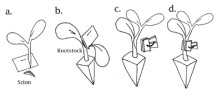 Melon Grafting: One Cotyledon