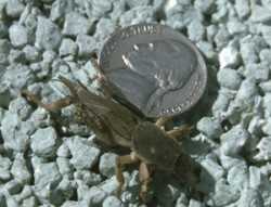 Pest Of The Month: Mole Crickets