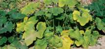 Preserving Pumpkins