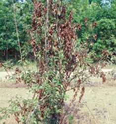 Be Prepared For Blight