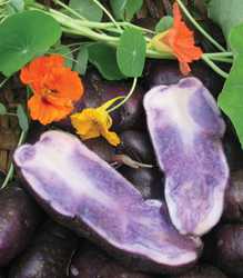 Potato Marketing Tool