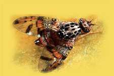 Pest Of The Month: Mediterranean Fruit Fly