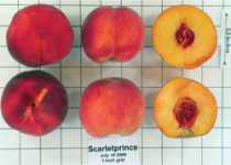 Stone Fruit: Whose (Intellectual) Property Is It Anyway?