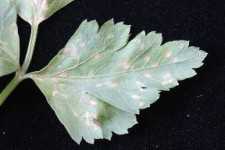 Pest Of The Month: Septoria Leaf Spot Of Parsley