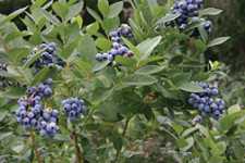 Blueberry Report: Counting On Cultivars